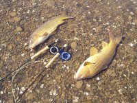 two carps n rods.JPG