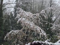 Sakura snow.jpg