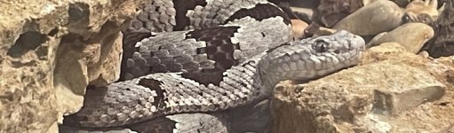 IMG_9665.jpeg