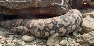 IMG_9672.jpeg