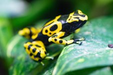 poison dart frog.jpg