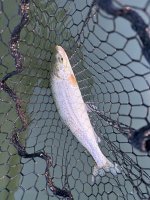 IMG_0070.jpeg