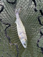 IMG_0086.jpeg
