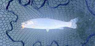 IMG_2661.jpeg