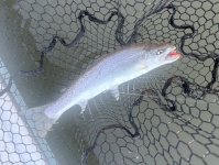 IMG_2658.jpeg