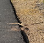 IMG_0453 (1).jpeg