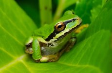 Tree Frog Close Up.jpg
