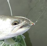 IMG_6085.jpeg