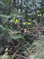 IMG_0504.jpeg