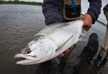 Alaska-West-Chum-Salmon-1.jpg