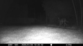 BackyardCoyote.JPG