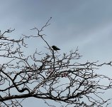 IMG_6128.jpeg