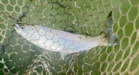IMG_2704.jpeg