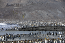 A01KingPenguinHorde2C2A8664Trim.png