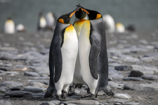 A02KingPenguinMusketeers2C2A8122Trim.png