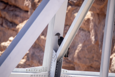 B04CaliforniaCondor#322C2A6657Trim.png