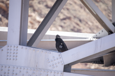 B05CaliforniaCondor#222C2A6671Trim.png