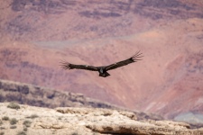 B06CaliforniaCondor#22C2A6688Trim.png