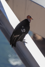 B14CaliforniaCondorV32C2A6748Trim.png