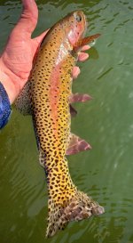 IMG_9154.jpeg