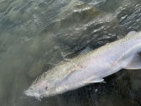 IMG_6591.jpeg