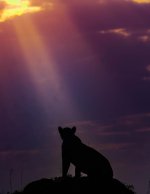 IMG_4429.jpeg