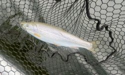 IMG_2754.jpeg