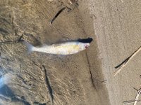 IMG_3105.jpeg