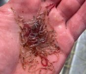Bloodworms.jpg