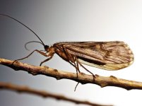 caddis fly 2.jpg caddis fly 2.jpg