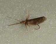 caddis fly 1.jpg caddis fly 1.jpg