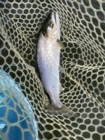IMG_0336.jpeg