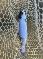 IMG_0351.jpeg