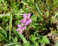 20260402_101417 Red-stemmed Storksbill.jpg