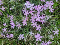 20260402_175514 Longleaf Phlox.jpg