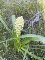 IMG_7236.jpeg