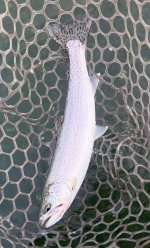 IMG_2771.jpeg
