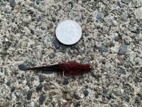 IMG_0801.jpeg