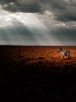 d0a0480a-05e8-4d60-a079-8aa459f83fff.jpeg