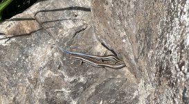 IMG_7255.jpeg