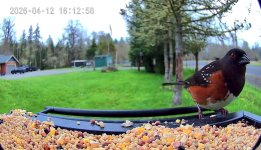 Screenshot_20260412_162936_Birdty~2.jpg Screenshot_20260412_162936_Birdty~2.jpg