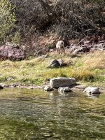 IMG_3368.jpeg