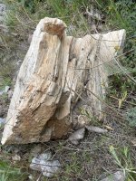 IMG_5724.jpeg