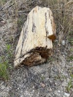 IMG_5726.jpeg