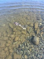 IMG_3588.jpeg