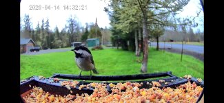 Screenshot_20260414_143445_Birdty.jpg