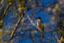 Ash_Throated_Flycatcher.jpg