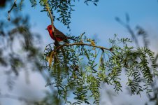 Vermillion_Flycatcher.jpg