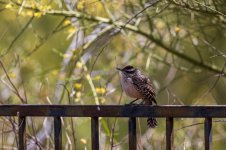 Cactus_Wren.jpg