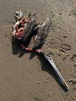 IMG_6329.jpeg